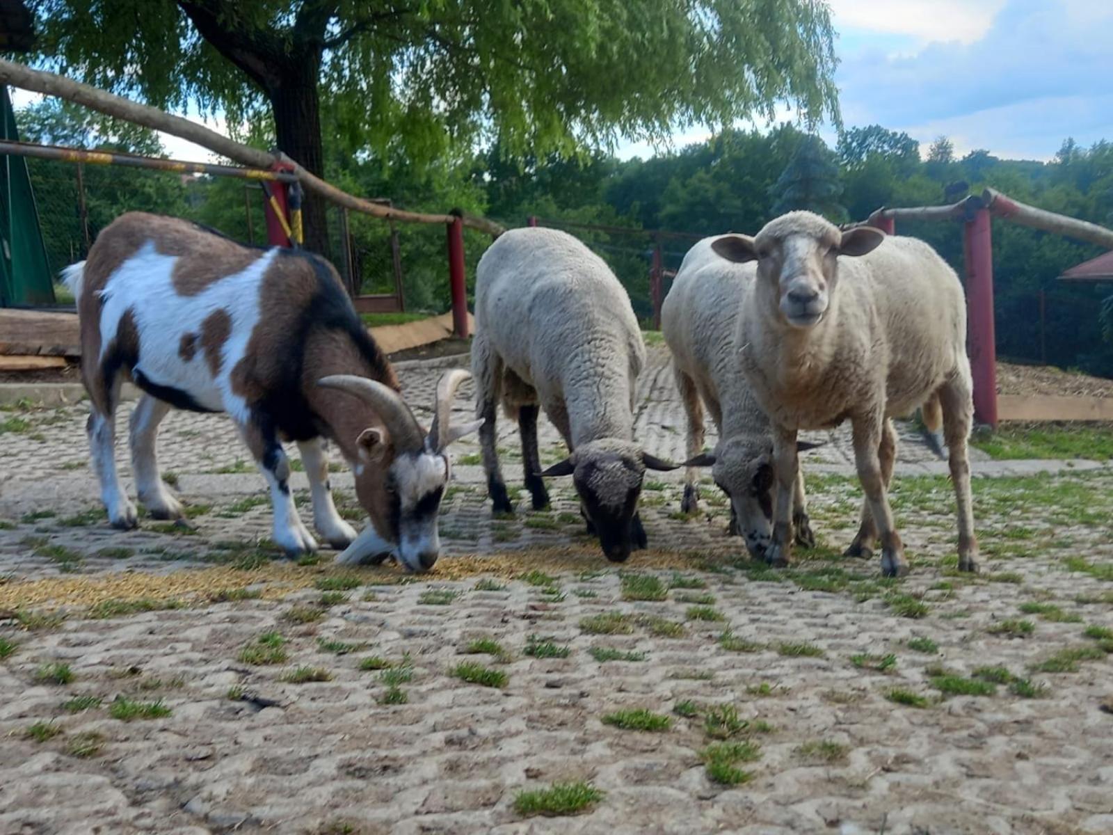 Koperkowe Rancho Beskid Wyspowy Domek Malopolskie Kamionna Kamionna  Kültér fotó
