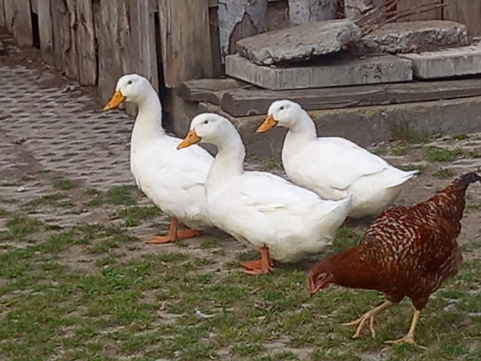Koperkowe Rancho Beskid Wyspowy Domek Malopolskie Kamionna Kamionna  Kültér fotó