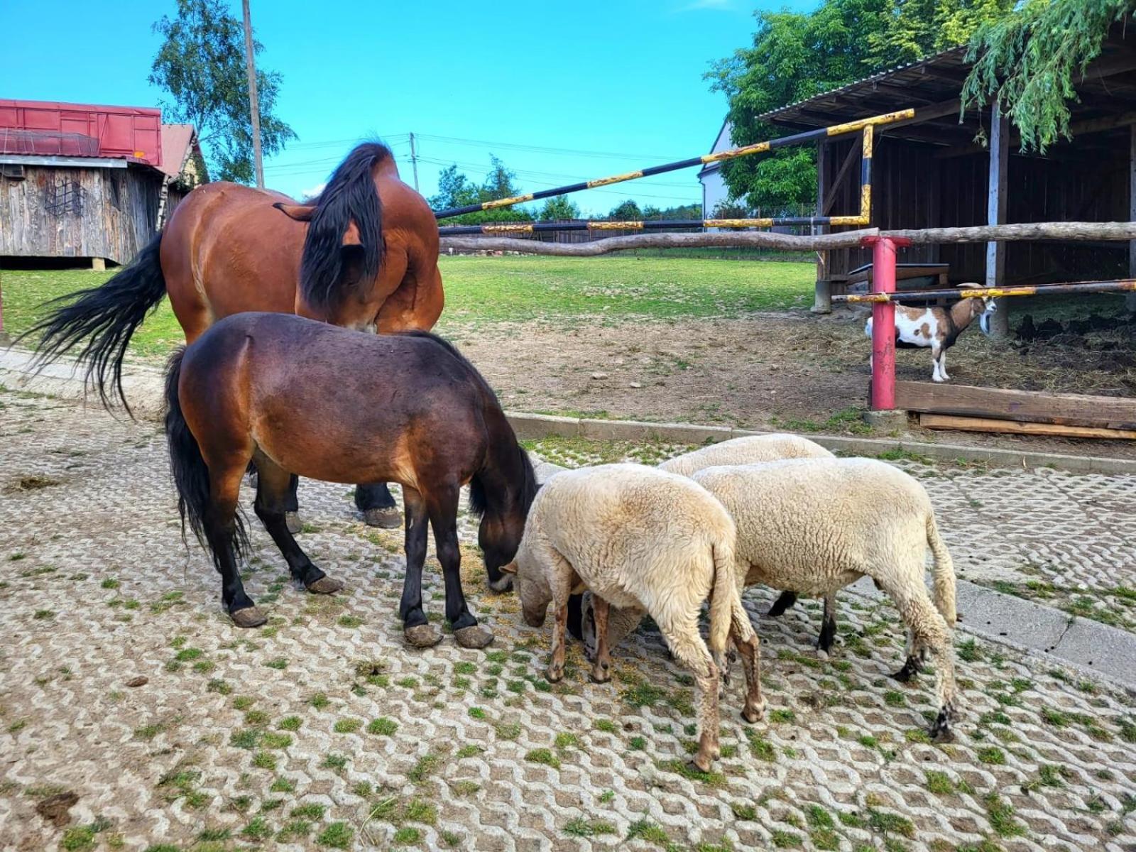Koperkowe Rancho Beskid Wyspowy Domek Malopolskie Kamionna Kamionna  Kültér fotó